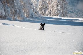 Spaziergang im Winterwunderland