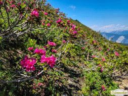 Rundwanderung auf den Wetterkreuzkogel