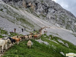 Viehauftrieb ins Felderer Tal