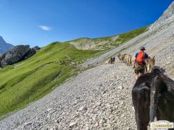 Viehabtrieb ins Felderer Tal