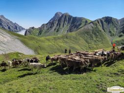 Viehabtrieb ins Felderer Tal