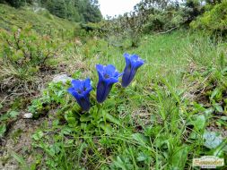 Auf den Feldringer Böden