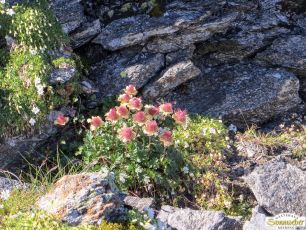 Rietzer Grieskogel