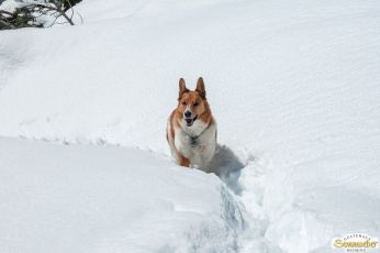 Schneewanderung auf den Gacher Blick
