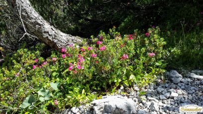 Zur Coburger Hütte über den Jubiläumsweg