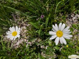 Wanderung auf den Gacher Blick