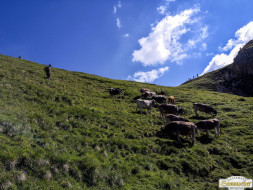 Abtrieb "Felderer Tal"