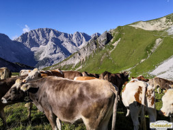Abtrieb "Felderer Tal"