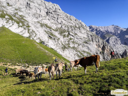 Abtrieb "Felderer Tal"