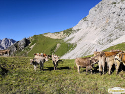 Abtrieb "Felderer Tal"