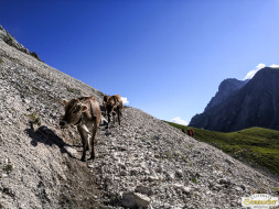 Abtrieb "Felderer Tal"