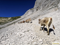 Abtrieb "Felderer Tal"