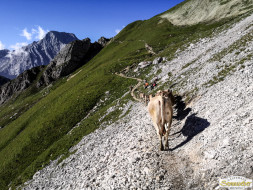 Abtrieb "Felderer Tal"