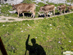 Abtrieb "Felderer Tal"