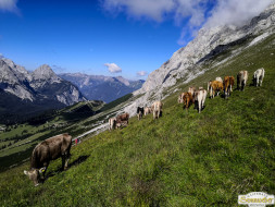 Abtrieb "Felderer Tal"