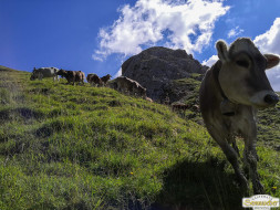 Abtrieb "Felderer Tal"