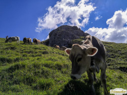 Abtrieb "Felderer Tal"