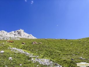 Abtrieb "Felderer Tal"