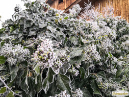 Gacher Blick über dem Hochnebel