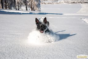 Spaziergang im Winterwunderland