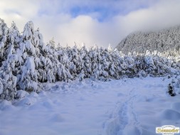Spaziergang im Winterwunderland
