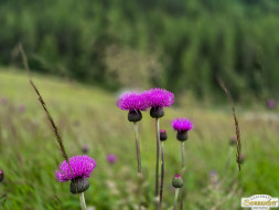 Von Niederthai zur Larstigalm