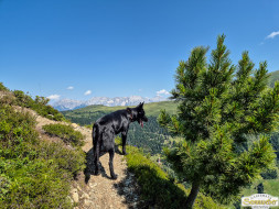 Rundwanderung auf den Wetterkreuzkogel
