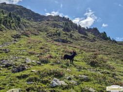 Rundwanderung auf den Wetterkreuzkogel