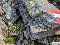 Rundwanderung auf den Wetterkreuzkogel