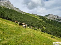 Viehauftrieb ins Felderer Tal
