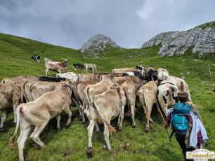 Viehauftrieb ins Felderer Tal