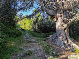 Über den Tschirgant zur Haiminger Alm