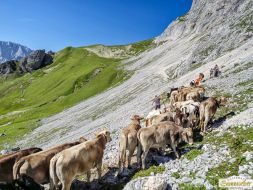 Viehabtrieb ins Felderer Tal