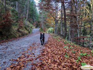 Forstweg zum Strassberghaus