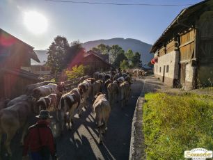 Almabtrieb 2019 - Leutasch erreicht