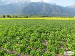Landwirtschaft