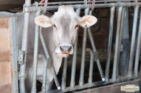 Landwirtschaft