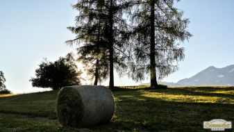 Landwirtschaft