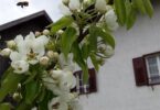 Frühling