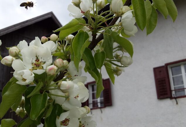 Frühling