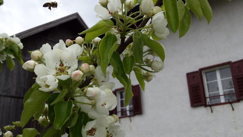 Frühling