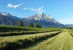 Heuernte in Obermieming