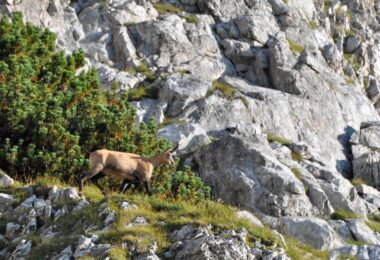 Gämse auf Handschuhspitze
