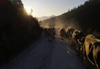 Almabtrieb 2019