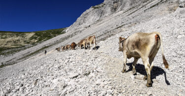 Abtrieb Felderer Tal 2020